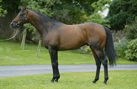 Hedgeholme Stud, County Durham